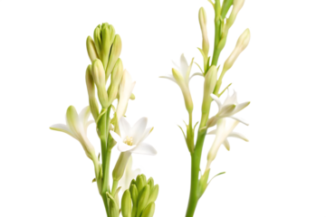 Two Stems of White Tuberose Flowers with Buds and Blooms white flower floral isolated on a transparent background