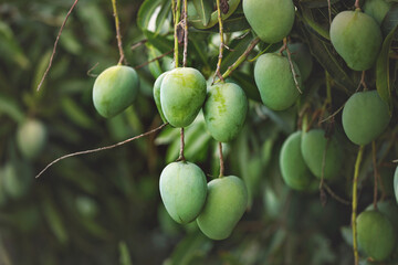 Mangoes on tree in garden	
