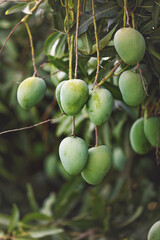 Mangoes on tree in garden	