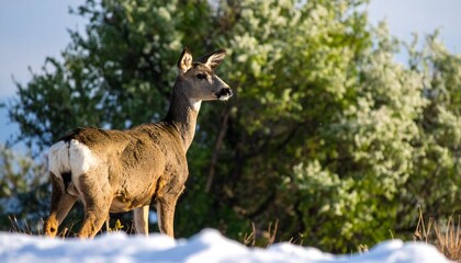 Deer in snowy landscape