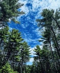 Obraz premium Tall pine trees reach for the vibrant blue sky