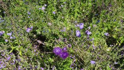 View over a flower bed filled with many different green plants, many blossoms in blue and purple provide the necessary splash of color. Blurred foreground, ideal as a background