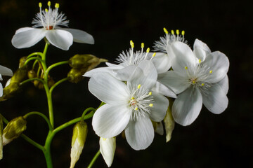 White flowers of the Australian pale rainbow sundew (Drosera pallida), Southwest Western Australia