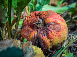 Rotten Apple on the Ground in Nature