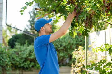 Man harvesting ripe grapes in a sunny vineyard during the afternoon near lush greenery and trees