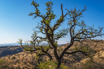 Arbre sur une colline dans le centre de la Namibie