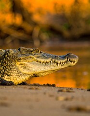 Obraz premium Croc profile in golden light