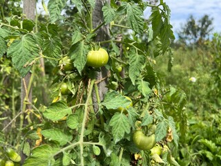 Green tomatoes growing on plant in vegetable garden among leaves