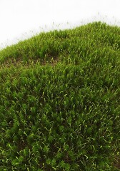 Obraz premium Verdant expanse of flourishing moss, offering a vibrant, textural display and evoking feelings of natural serenity and