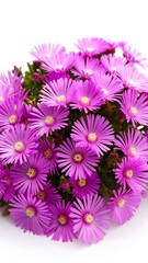 Pink Flowers Closeup on White