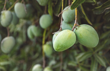 Mangoes on tree in garden	