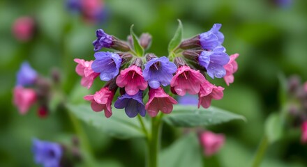 Phlox (Garden Phlox Pink)