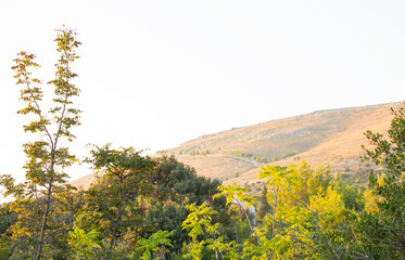 Idyllic summer mountain landscape with trees in the background