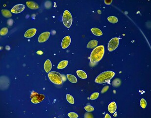 Microscopic Algae Sample/Observation/Water
