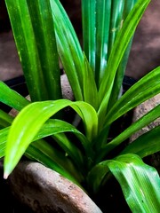 Obraz premium A close-up of plant leaves