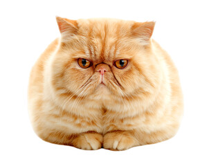 Fluffy Orange Persian Cat with Intense Gaze isolated on a transparent background