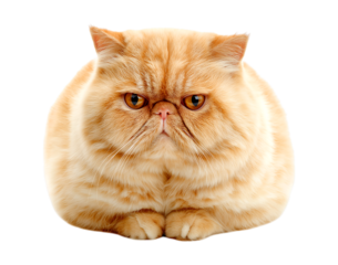 Fluffy Orange Persian Cat with Intense Gaze isolated on a transparent background
