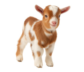 Adorable Newborn Goat Kid isolated on a transparent background