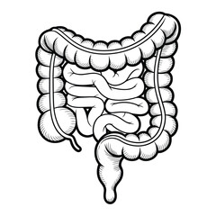 Hand drawn illustration of the human large and small intestines