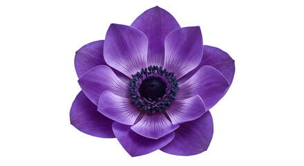 Minimalist Floral Anemone with Dark Center