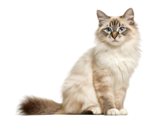 Beautiful Blue-Eyed Fluffy Cat Portrait isolated on a transparent background