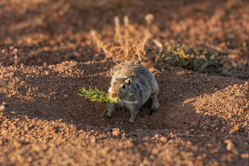 Small rodent foraging for plant matter in its mouth, thriving in a dry desert environment filled with sand and sunlight