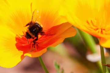 Bumble bee collecting pollen on a california poppy close up