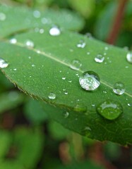 Dew drops on a vibrant green leaf