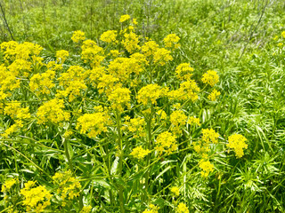 Erysimum amurense Kitag, (family Brassicaceae). Amur yellowjacket in Akhlestysheva bay on Russkiy Island. Russia, Vladivostok