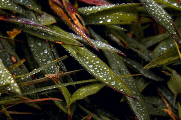 dew drops on a leaf