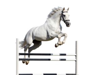A white horse jumping over an obstacle on a white background.