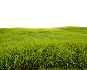 Fototapeta premium Expansive green field with close-up grass and dark sky lawn meadow isolated on a transparent background