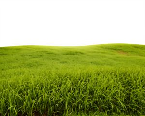 Expansive green field with close-up grass and dark sky lawn meadow isolated on a transparent background