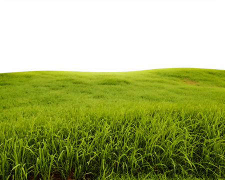 Expansive green field with close-up grass and dark sky lawn meadow isolated on a transparent background