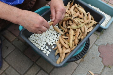 A woman has collected beans from the garden and is cleaning them