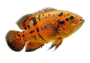 Vibrant Orange and Brown Oscar Fish, Tropical Aquarium Fish, Detailed Close-up isolated on transparent background