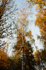 Fototapeta premium Looking up at a tall birch tree in autumn, its golden leaves glowing against a clear blue sky. The warm sunlight filters through the branches, highlighting the beautiful colors of the changing season.