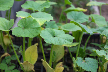 Young squash or pumpkin seedlings with large, round leaves are growing in containers, preparing to...