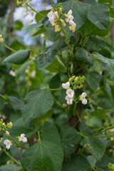 ​A flowering bean plant with delicate white flowers and dense green leaves entwines its stem. The photograph captures the detailed beauty of the plant and shows the beginning of a future harvest.