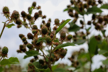 Green, unripe blackberries on prickly branches await their ripening. This shot captures the natural growth process and shows the beauty of berry bushes.