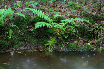 Lush green ferns and moss adorn the bank of a forest stream. After the rain, light bubbles and drops are visible on the water, creating an atmosphere of tranquility and humidity in the forest landscap