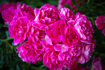 A lush bouquet of crimson-pink roses blossoms on a bush, creating a vibrant focal point against a...