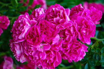 Obraz premium ​A lush cluster of vibrant, pink roses blooms against a blurred green background. The flowers, with their numerous petals, create a sense of volume and rich color. This close-up shot reveals the tende