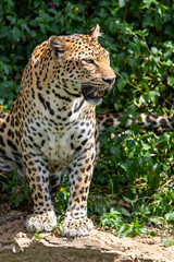 A majestic leopard, the spotted wild cat, rests on a rock in a portrait capturing the essence of this powerful predator
