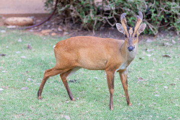 A magnificent stag with impressive antlers stands amidst the lush green forest