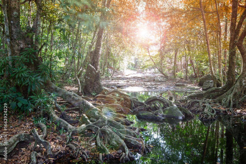 Aufkleber golden sunlight streams through the trees of an autumn forest, illuminating a path covered in fallen