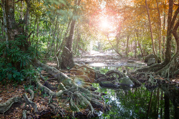 Golden sunlight streams through the trees of an autumn forest, illuminating a path covered in fallen leaves