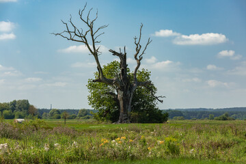 Dąb Orzeł © Katarzyna