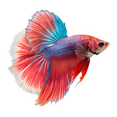Fototapeta premium Siamese fighting fish isolated on a transparent background 