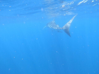 Fototapeta premium whalesharks showing up around cancun mexico, underwater photography